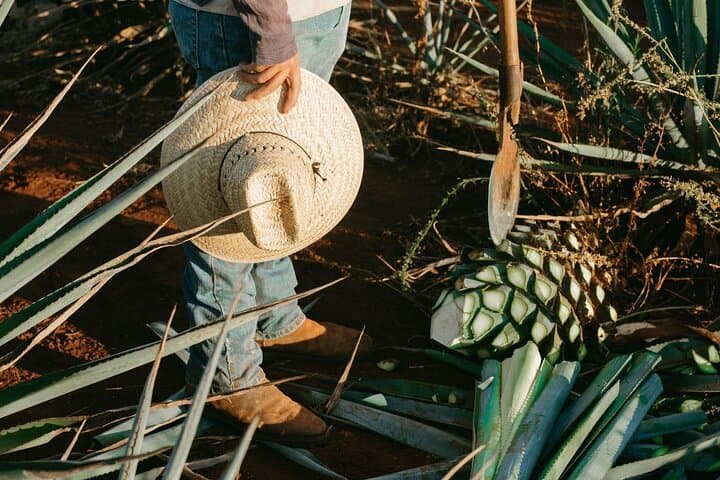 Authentic Mezcal Tasting in Oaxaca: Agave, Tradition & Five-Region Flight photo 6