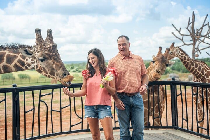 Up-Close Giraffe and Rhino Encounter at Longneck Manor, Fredericksburg photo 2