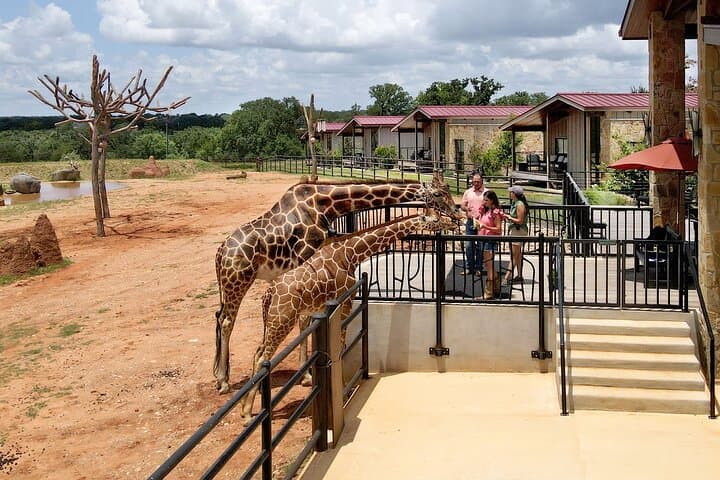 Up-Close Giraffe and Rhino Encounter at Longneck Manor, Fredericksburg photo 5