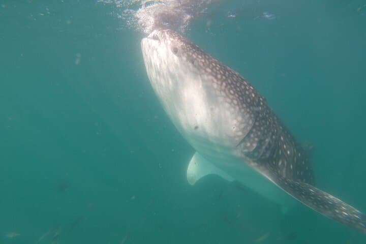 Swim with Whale Sharks in La Paz: Sea of Cortez Guided Snorkel Experience