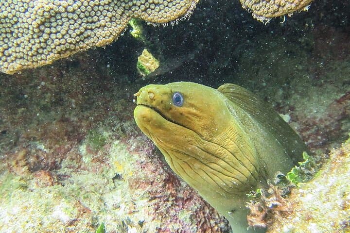 Two-Tank Scuba Dive from Puerto Aventuras: Explore the Mesoamerican Reef photo 3