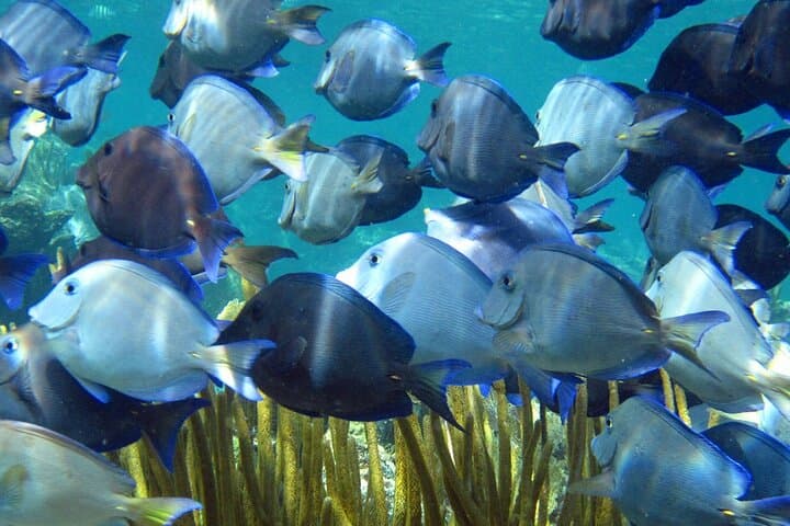Two-Tank Scuba Dive from Puerto Aventuras: Explore the Mesoamerican Reef photo 6