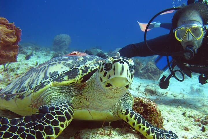 Two-Tank Scuba Dive from Puerto Aventuras: Explore the Mesoamerican Reef photo 4
