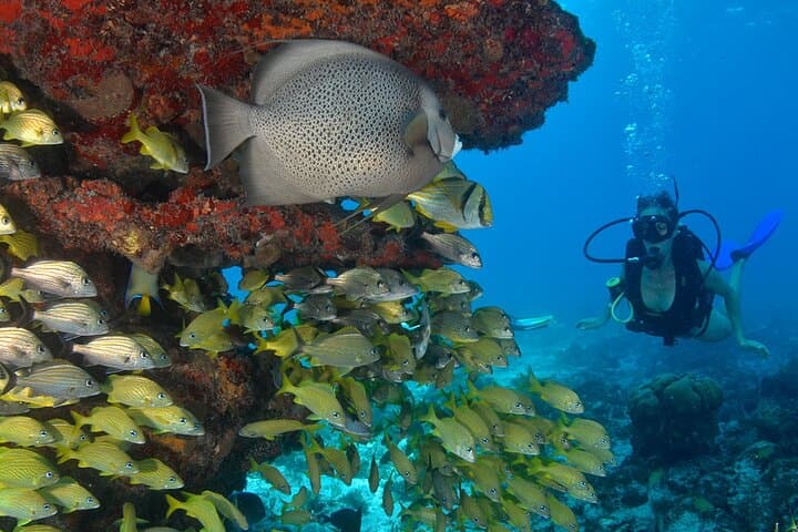 Two-Tank Scuba Dive from Puerto Aventuras: Explore the Mesoamerican Reef