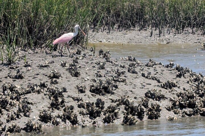 Paddle the Timucuan Salt Marsh: Amelia Island Guided Kayak & SUP Tour photo 5