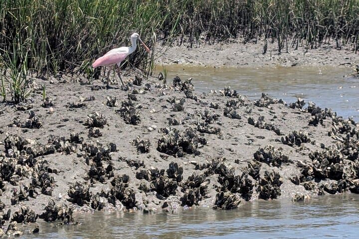 Paddle the Timucuan: Kayak & SUP Rentals at Talbot Islands State Park photo 4