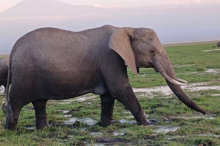Two-Day Guided Amboseli Safari: Kilimanjaro Sunrises & Elephant Encounters