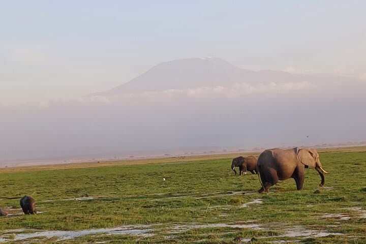 Two-Day Guided Amboseli Safari: Kilimanjaro Sunrises & Elephant Encounters photo 2