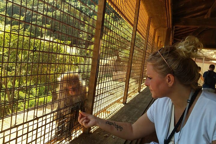 Private Arashiyama Tour — Tenryuji Temple, Bamboo Grove & Iwatayama Monkey Park photo 4