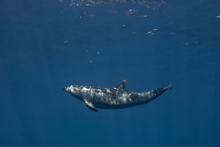 Private Scuba Diving in La Paz: Espíritu Santo Day Trip from the Malecon photo 6