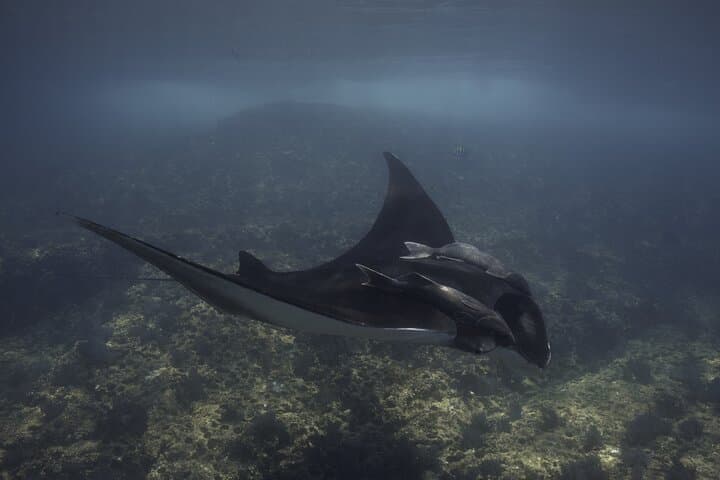 Private Scuba Diving in La Paz: Espíritu Santo Day Trip from the Malecon photo 2