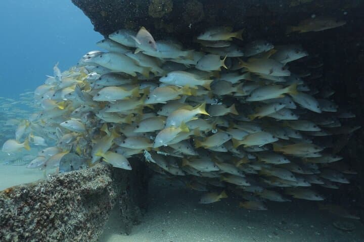 Private Scuba Diving in La Paz: Espíritu Santo Day Trip from the Malecon photo 3