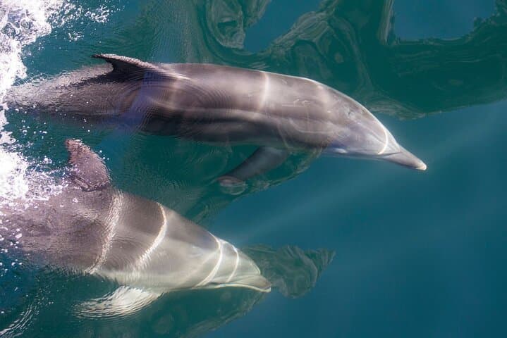Milford Sound Extended Cruise — Southern Discoveries 2‑Hour Nature Cruise photo 5