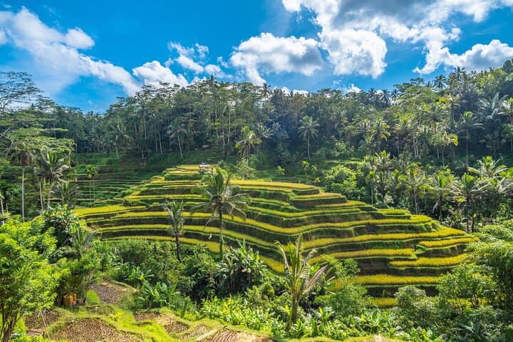 Ubud Waterfalls, Rice Terraces & Temple: Private Day Tour for Photographers photo 5