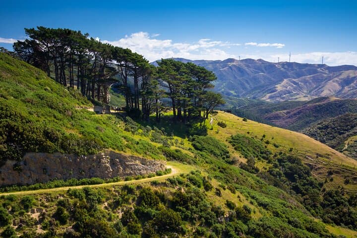 Wild Skyline Guided Hike: Makara Road to Khandallah, Wellington photo 6