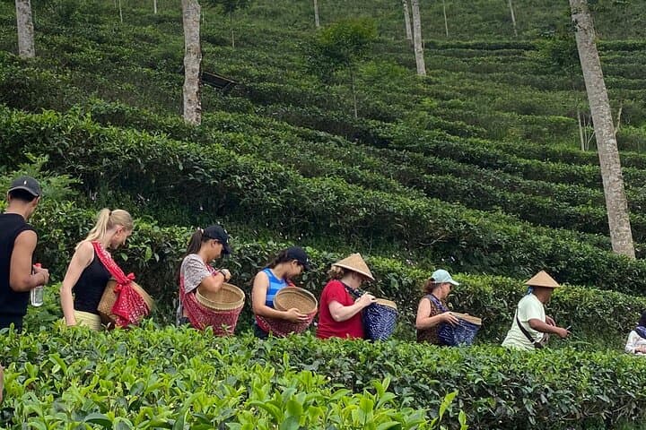 Half-Day Menoreh Tea Village: Harvest, Tasting & Lunch from Yogyakarta