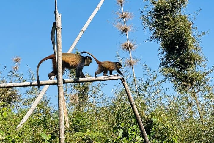 3-Day Private Rwanda Gorilla Trekking Adventure from Kigali photo 2