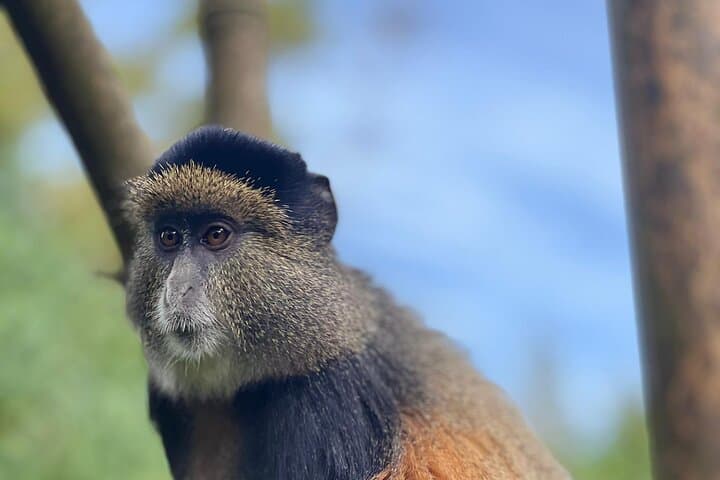 3-Day Private Rwanda Gorilla Trekking Adventure from Kigali photo 4