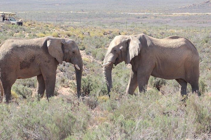Aquila Big Five Safari from Cape Town: Full-Day Game Drive with Lunch photo 3