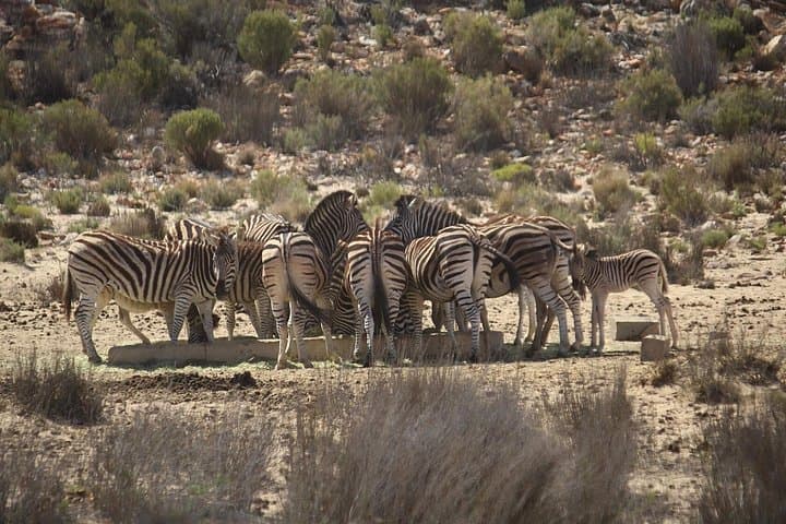 Aquila Big Five Safari from Cape Town: Full-Day Game Drive with Lunch photo 2