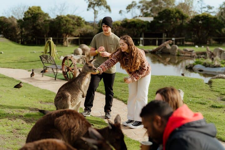 Discover Melbourne: Puffing Billy and Penguin Parade Adventure photo 5