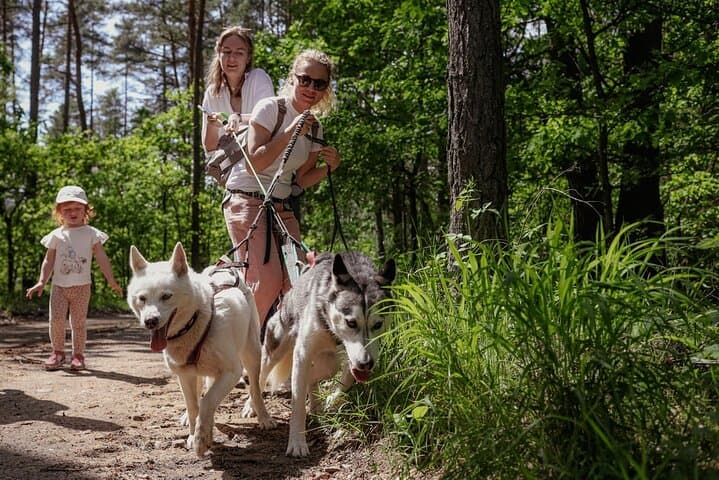 Husky Trekking Near Vilnius: Forest Walks with Sled Dogs in a Natural Park photo 2