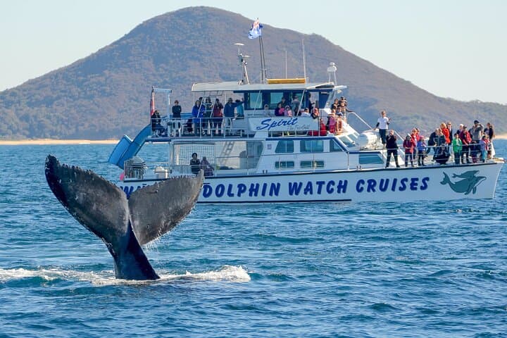 Port Stephens Whale Watching & Tomaree Summit Day Tour from Newcastle