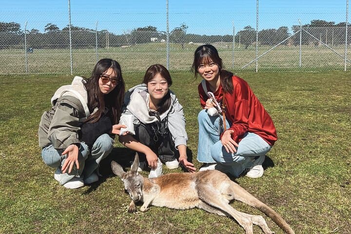 Port Stephens Animal Lovers Tour: Dolphins, Kangaroos & Sand Dunes from Newcastle
