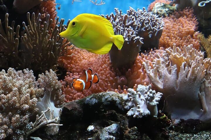 Ras Mohammed & White Island Cruise: Full-Day Snorkel and Dive from Sharm El-Sheikh photo 2