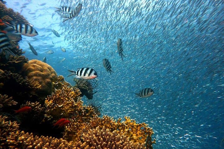 Ras Mohammed & White Island Cruise: Full-Day Snorkel and Dive from Sharm El-Sheikh photo 6