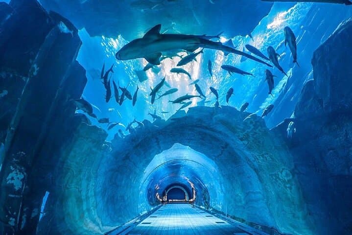 Inside Dubai Aquarium & Underwater Zoo — Full Access Visitor Guide