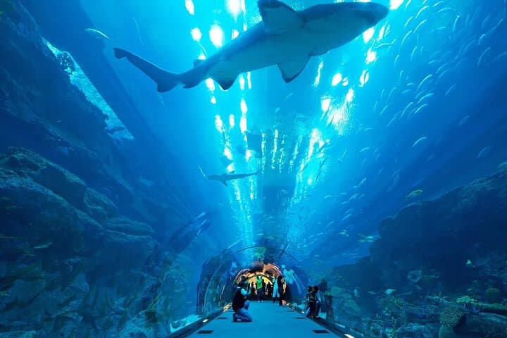 Inside Dubai Aquarium & Underwater Zoo — Full Access Visitor Guide photo 3