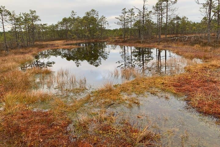 viru-bog-kolga-manor-jagala-waterfall-estonia-day-tour photo 5