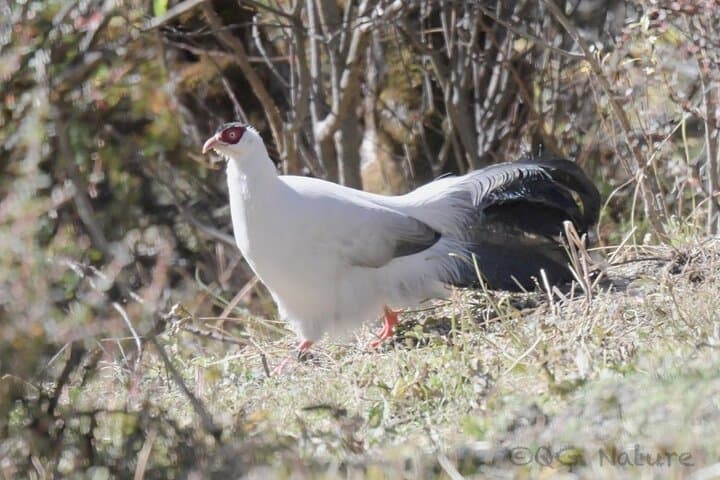 Chengdu to Balang: 3-Day Birding Expedition to Spot Chinese Monal and Mountain Pheasants photo 4