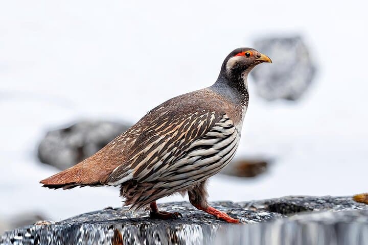 Chengdu to Balang: 3-Day Birding Expedition to Spot Chinese Monal and Mountain Pheasants photo 5