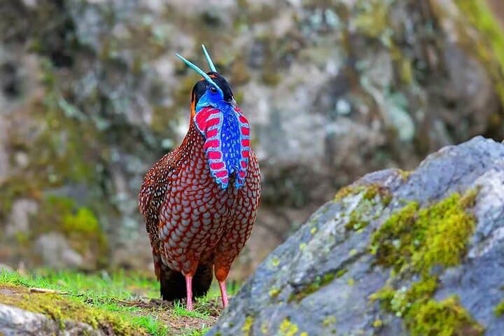 Chengdu to Balang: 3-Day Birding Expedition to Spot Chinese Monal and Mountain Pheasants photo 3