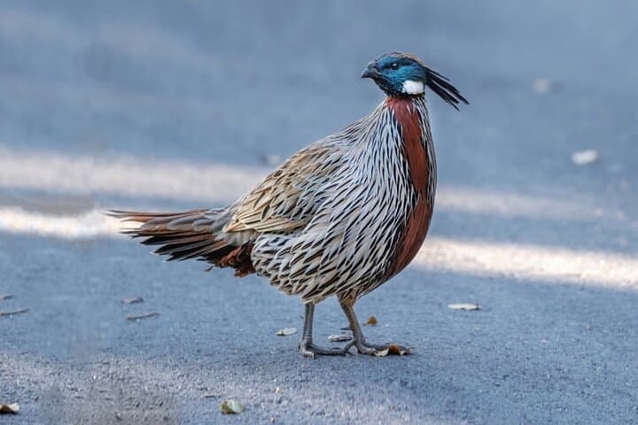 Chengdu to Balang: 3-Day Birding Expedition to Spot Chinese Monal and Mountain Pheasants photo 6