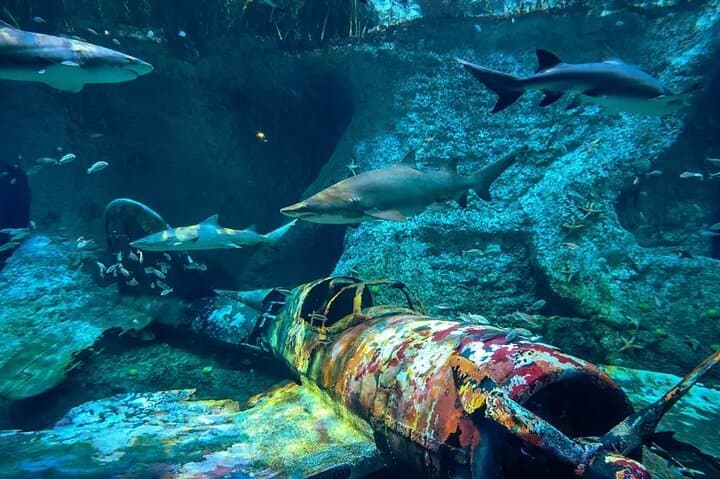 National Aquarium Abu Dhabi: Ocean Adventure Admission & Highlights photo 4