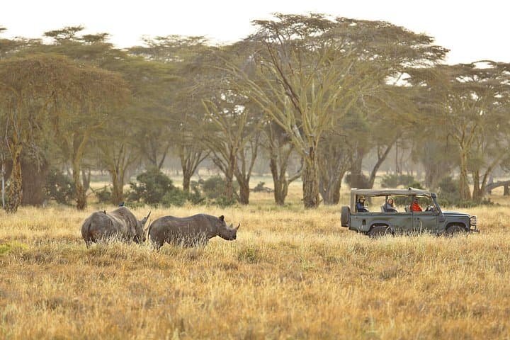 Private 3-Day Safari at Lewa Wildlife Conservancy: Rhinos, Grevy’s Zebra & Conservation Tours photo 4