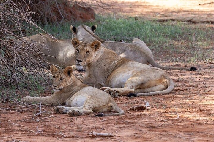 Amboseli to Tsavo: Private 5-Day Safari from Nairobi