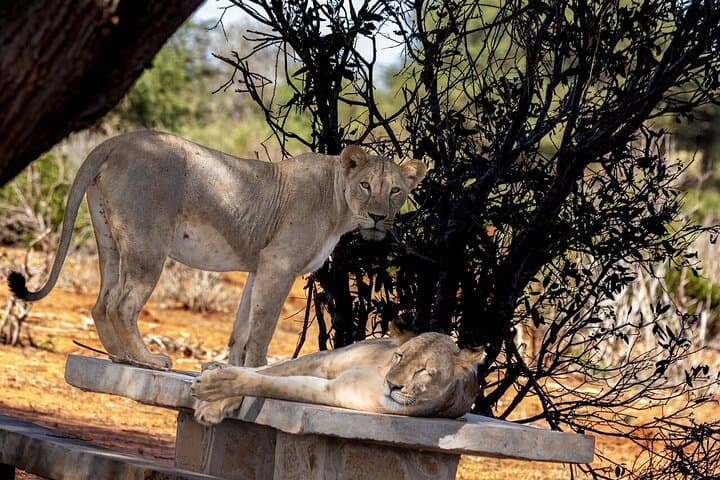 Amboseli to Tsavo: Private 5-Day Safari from Nairobi photo 2