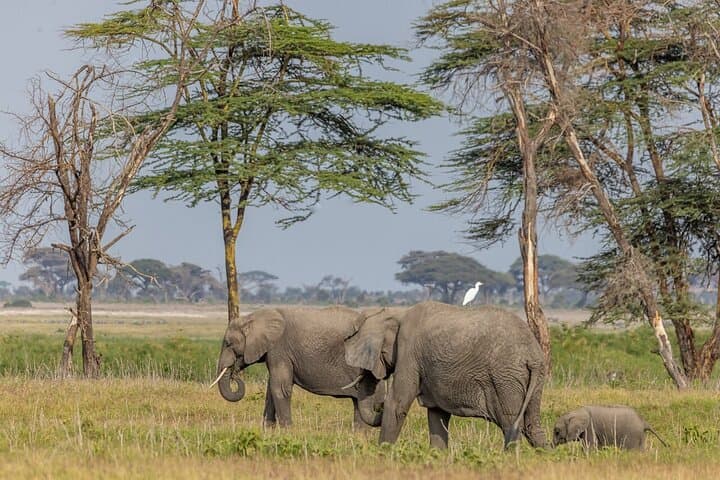 Amboseli to Tsavo: Private 5-Day Safari from Nairobi photo 5