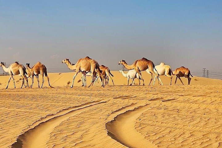 Dubai Desert Safari & 30-Min Quad Bike Ride with Bedouin Buffet and Shows photo 4