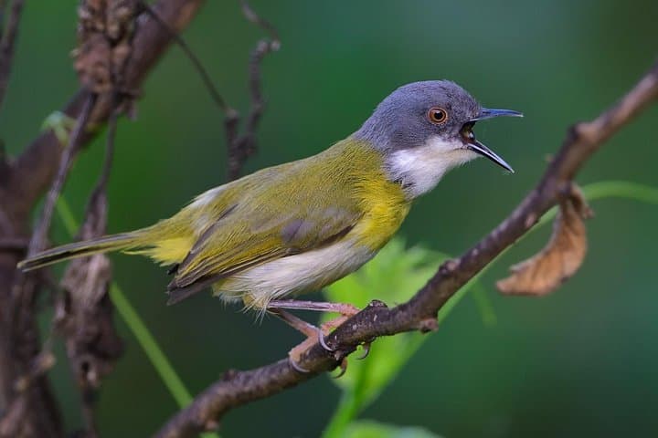 Day Birdwatching Around Kigali: Nyandungu, Umusambi & Gashora Wetlands photo 4