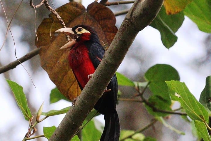 Day Birdwatching Around Kigali: Nyandungu, Umusambi & Gashora Wetlands photo 3