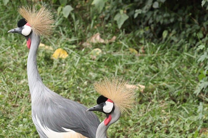 Day Birdwatching Around Kigali: Nyandungu, Umusambi & Gashora Wetlands photo 2