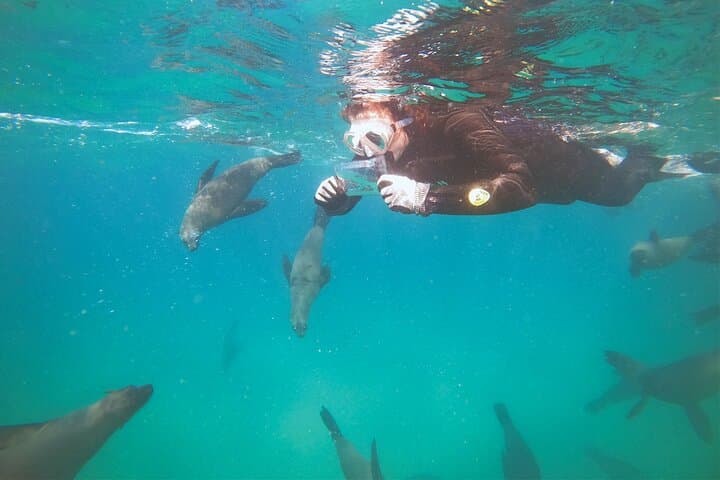 Swim with Cape Fur Seals at Robberg Nature Reserve, Plettenberg Bay photo 4