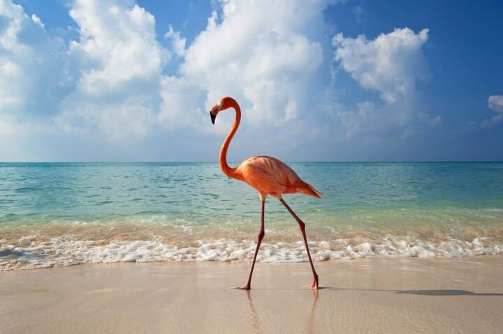 Isla Holbox Day Trip from Cancun: Cenote Yalahau, Isla Pasion & Punta Mosquito photo 2