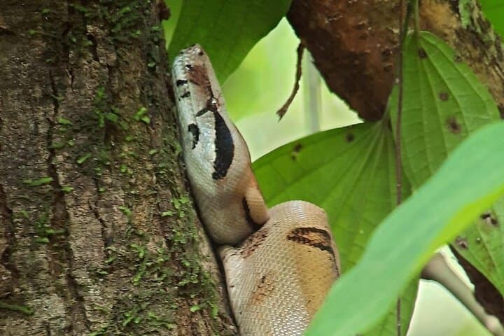 Explore Corcovado: 3-Day Sirena Biological Station Wildlife Expedition photo 2