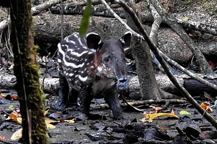 Explore Corcovado: 3-Day Sirena Biological Station Wildlife Expedition photo 4